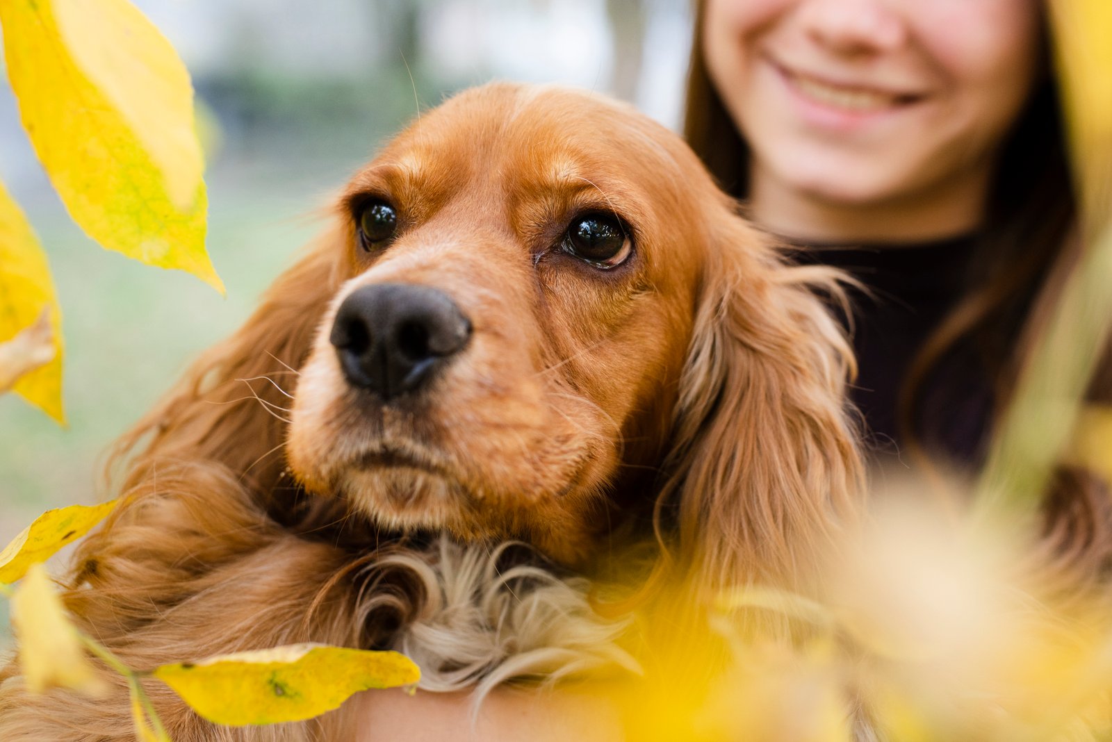 Cocker Spaniel Inglés dorado de perfil realzando sus rasgos característicos